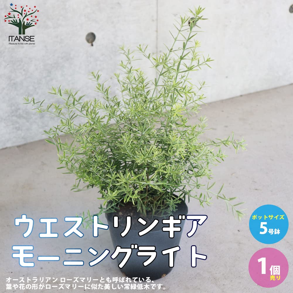 Amazon.co.jp: ウエストリンギア・モーニングライト 5号鉢 1個売り